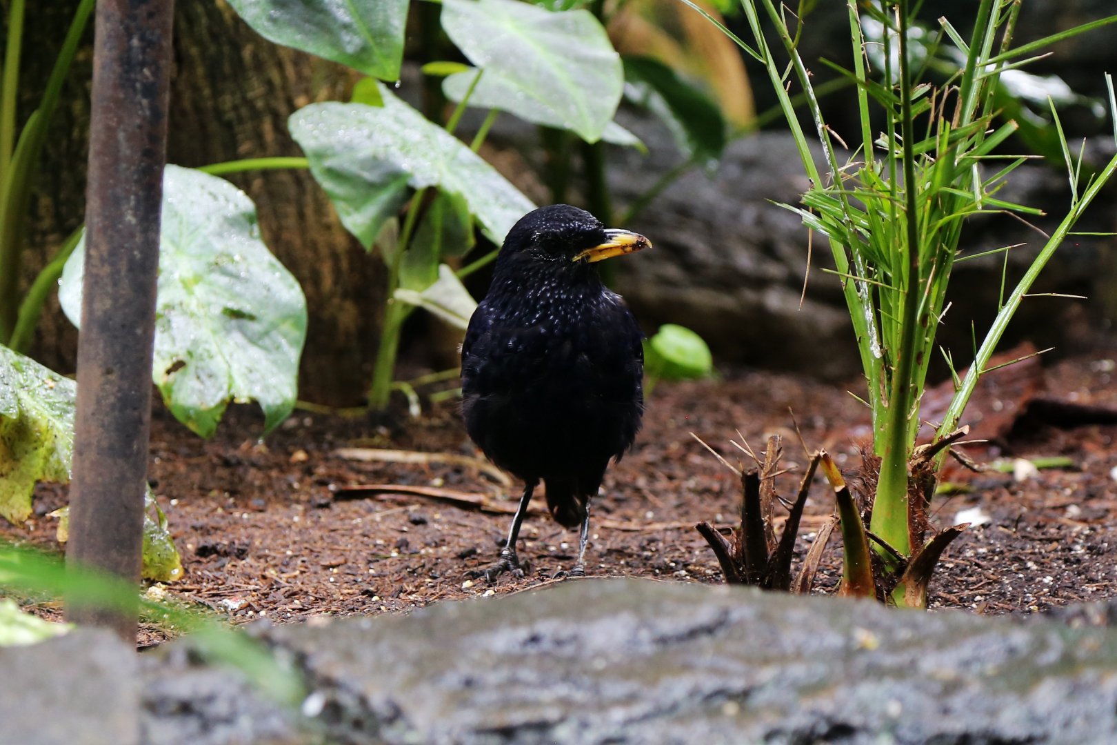 Blue Whistling Thrush (Myophonus caeruleus), July 2016