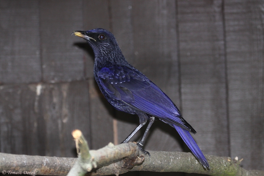 Blue Whistling-thrush (Myophonus caeruleus) June 2010