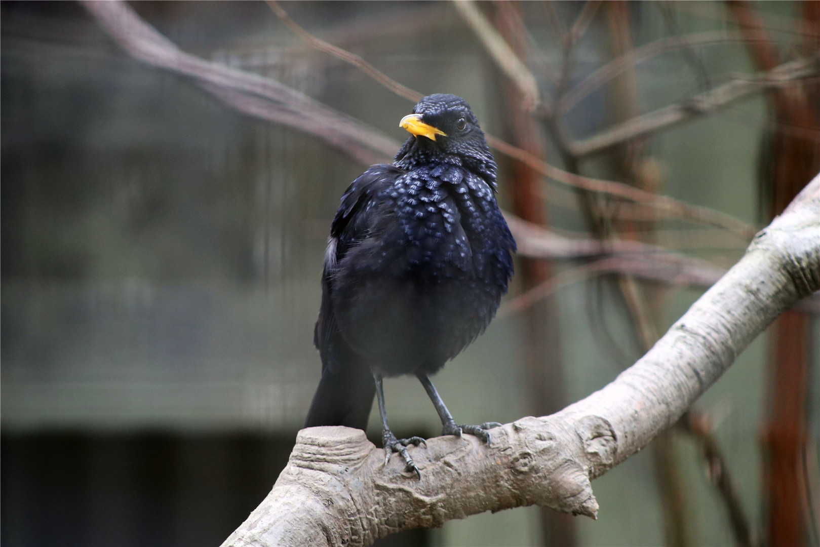 Blue whistling thrush (Myophonus caeruleus)