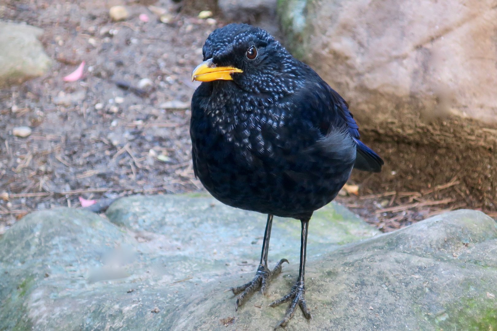 Blue Whistling Thrush (Myophonus caeruleus)