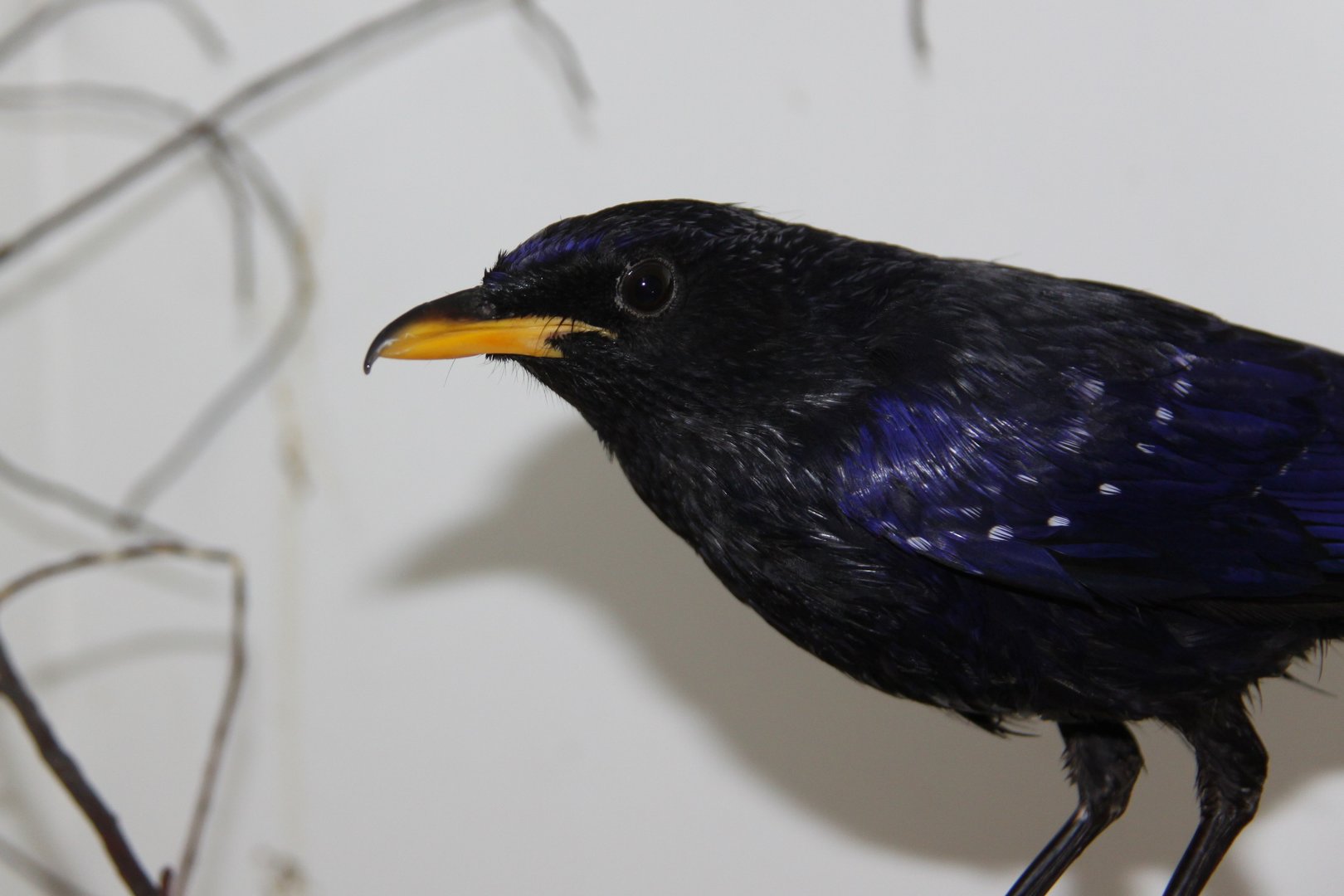 Blue whistling thrush (Myophonus caeruleus)