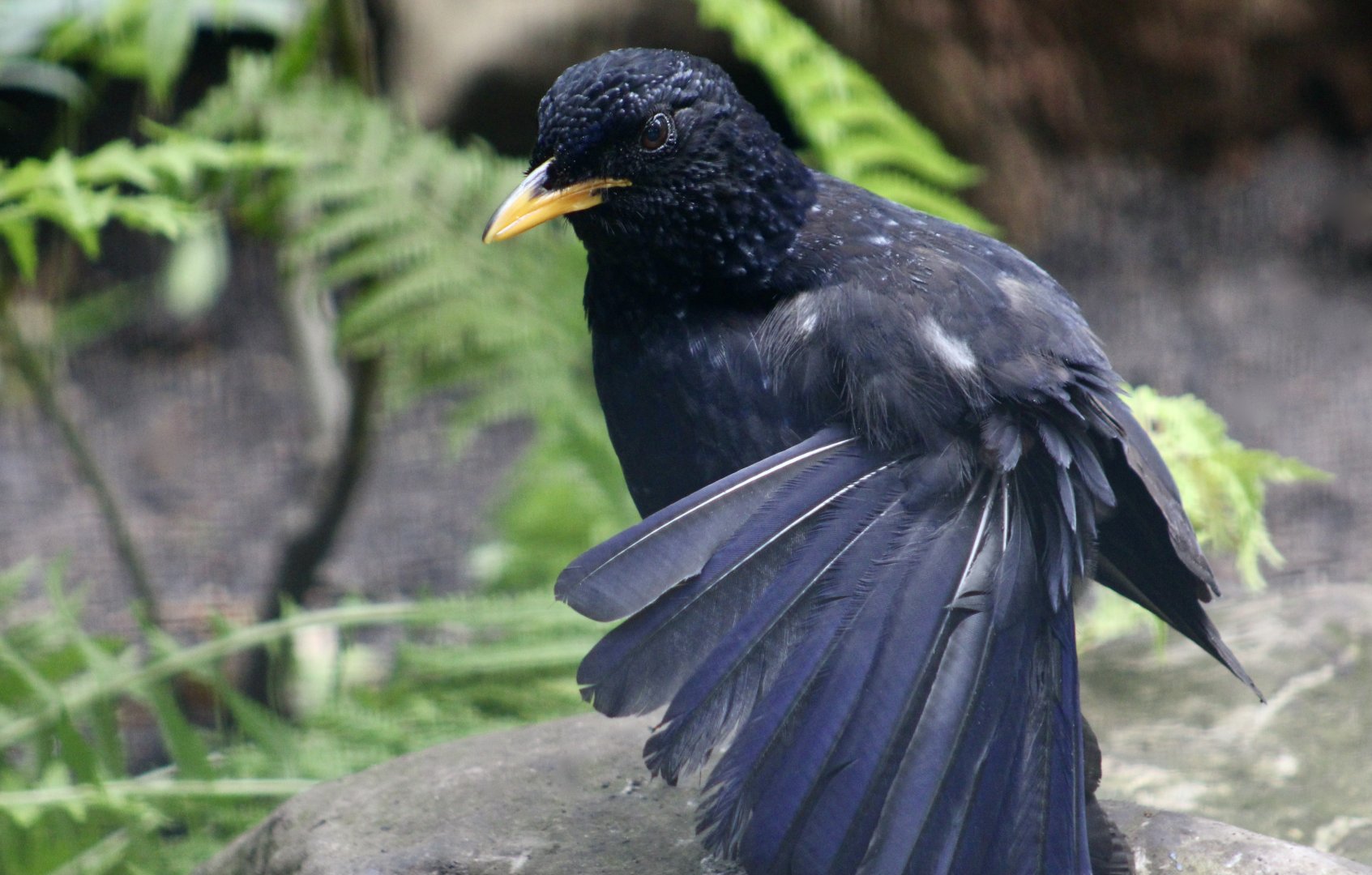 Blue Whistling Thrush (Myophonus caeruleus)