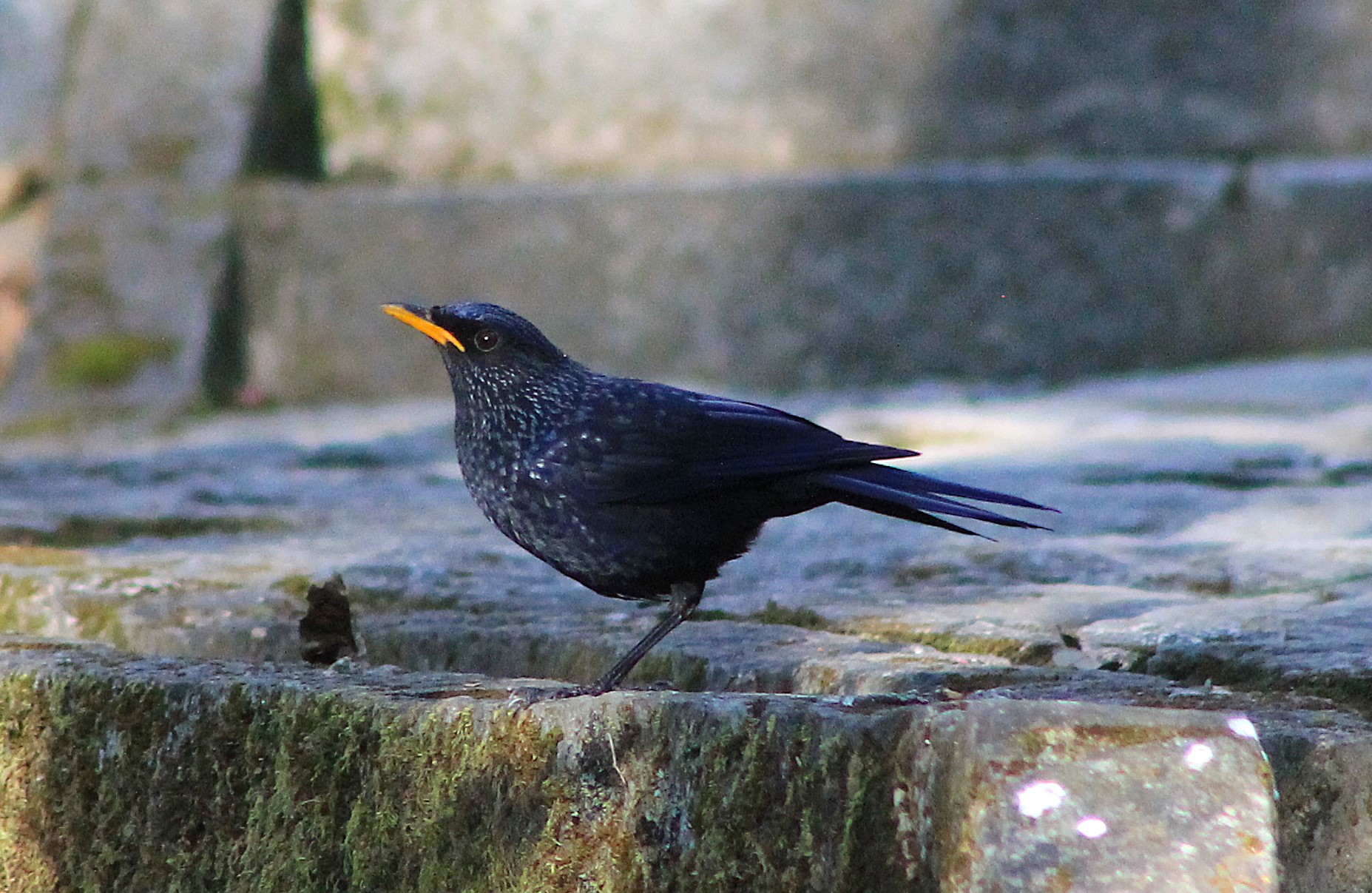Blue Whistling Thrush (Myophonus caeruleus)