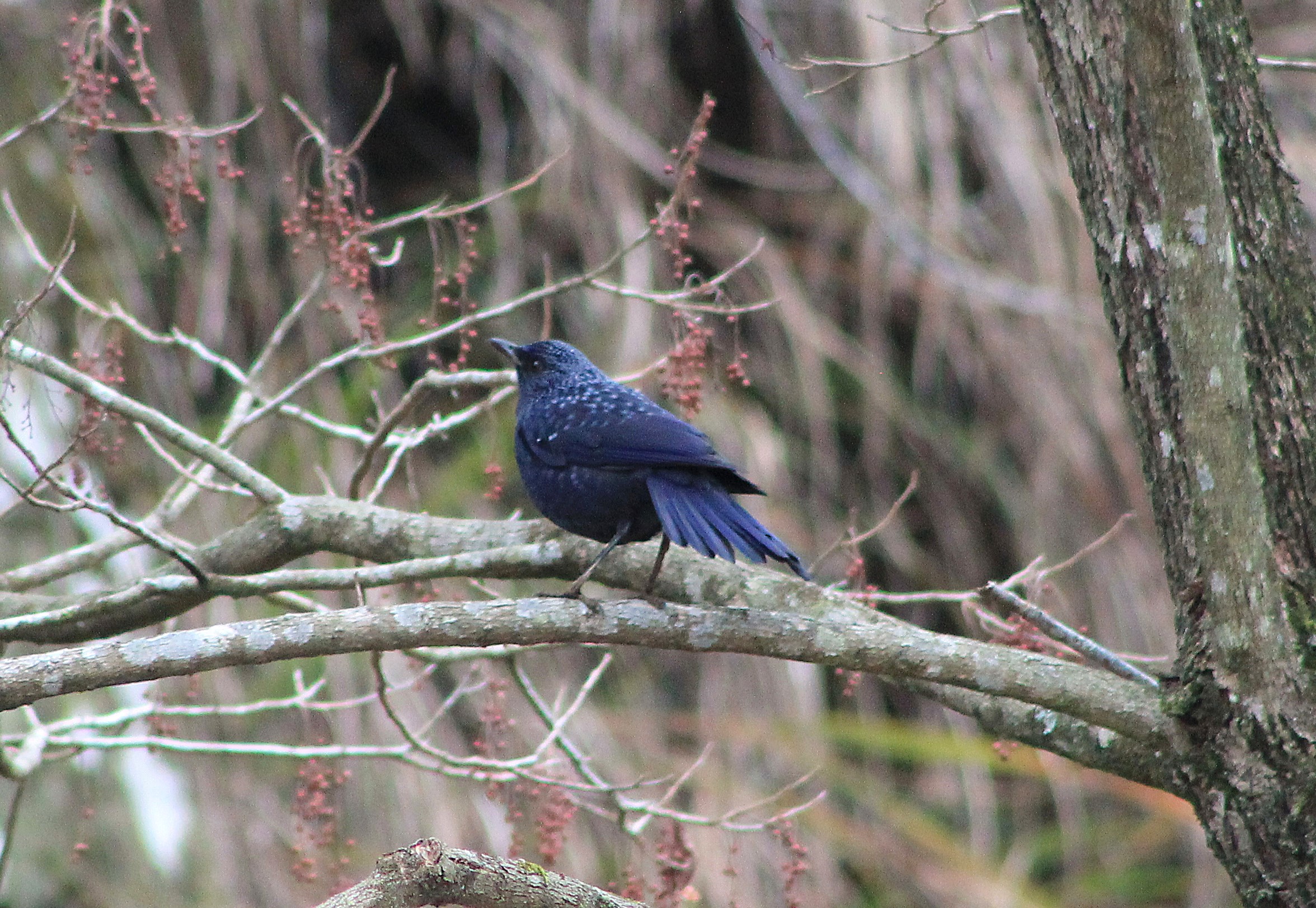 Blue Whistling Thrush (Myophonus caeruleus)