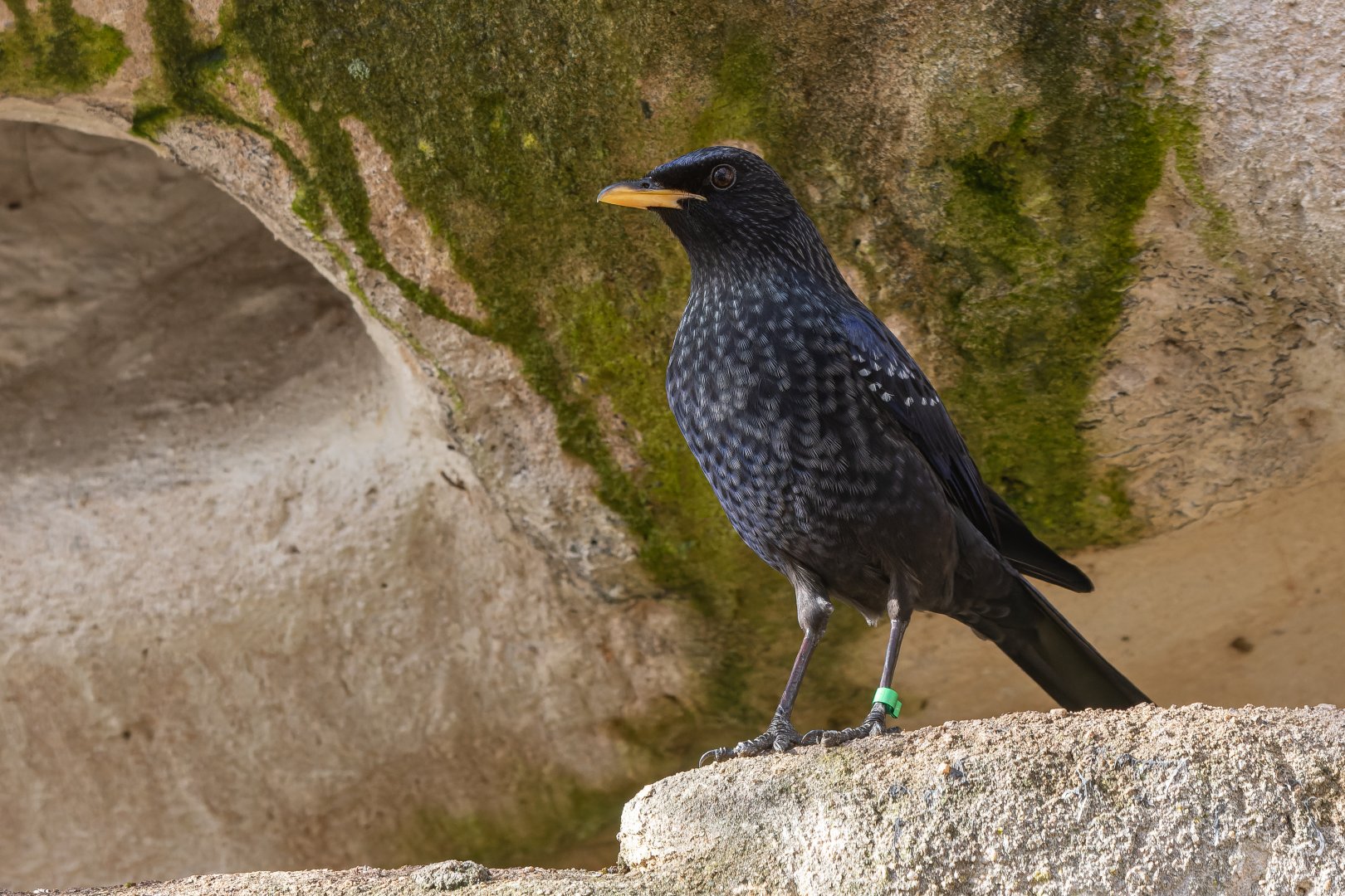 Blue whistling thrush Myophonus caeruleus)