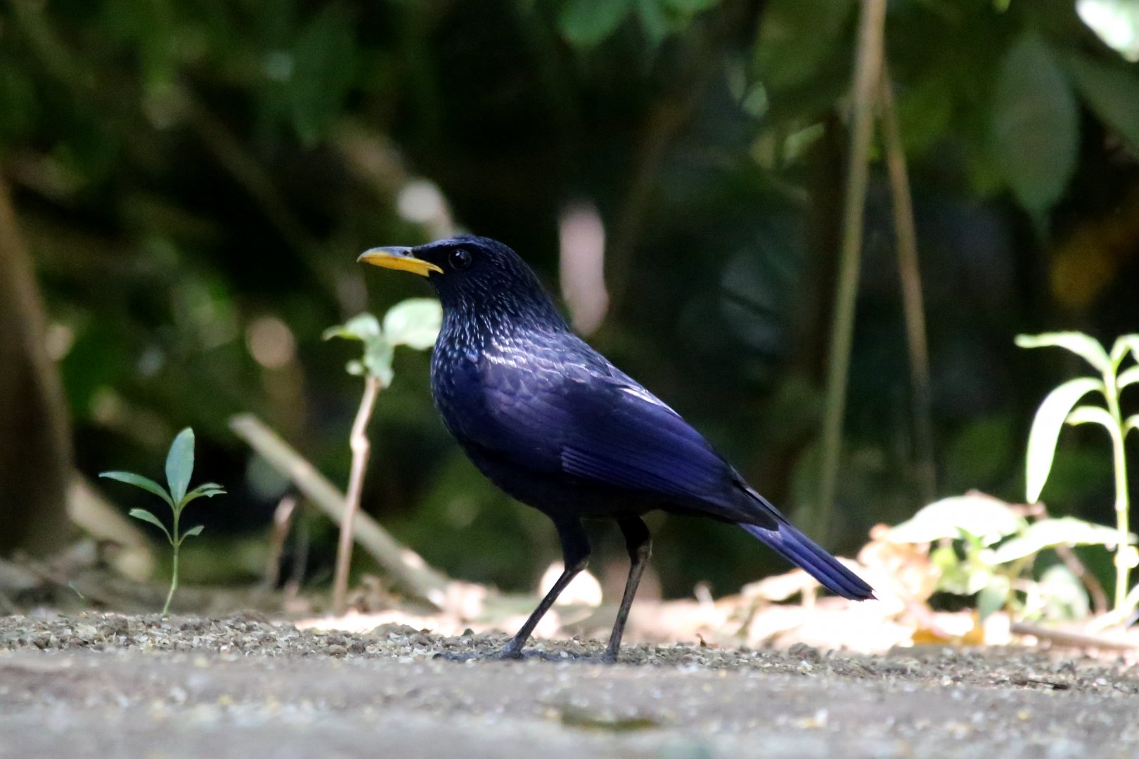 Blue Whistling Thrush (Myophonus caeruleus)