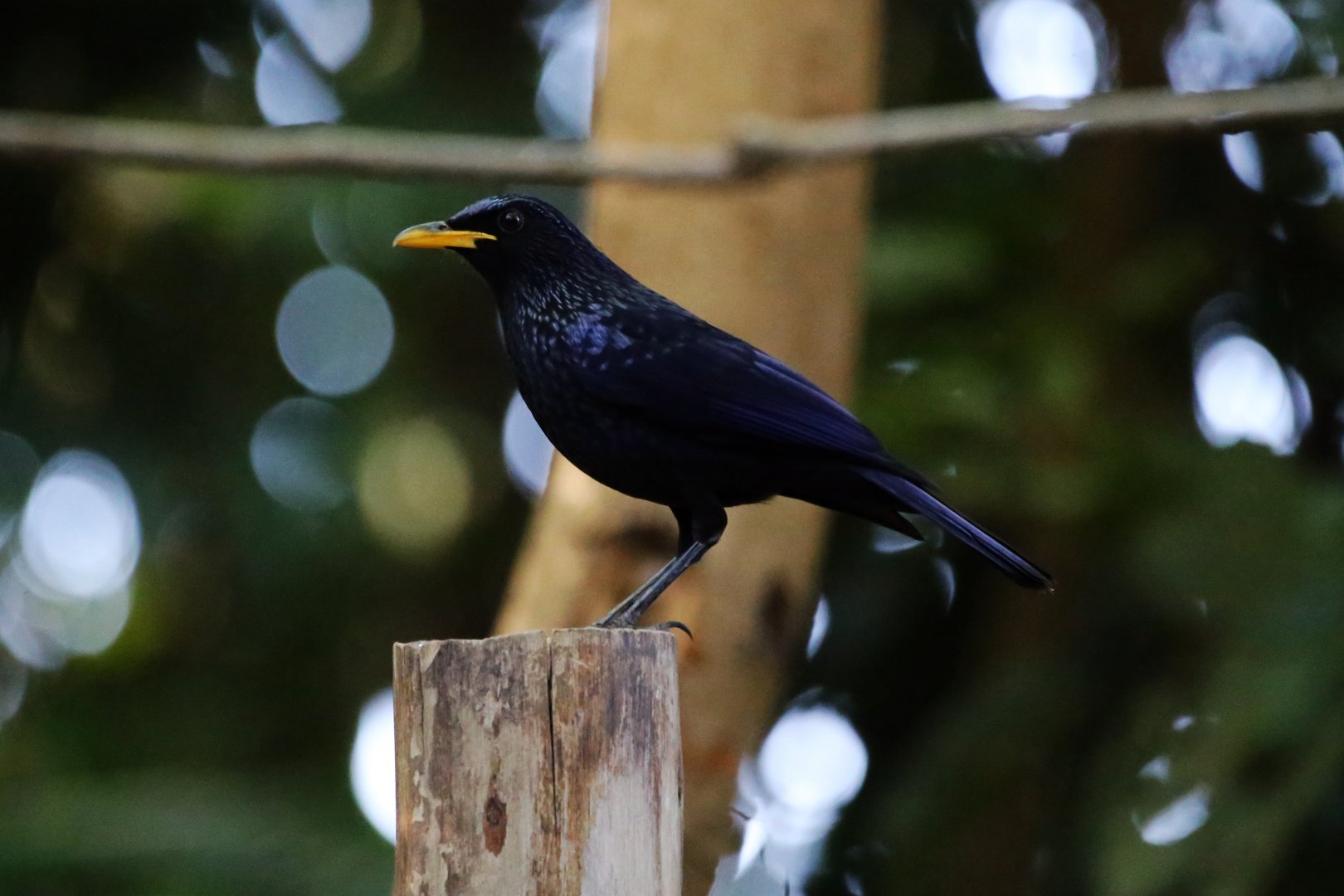 Blue Whistling Thrush (Myophonus caeruleus)