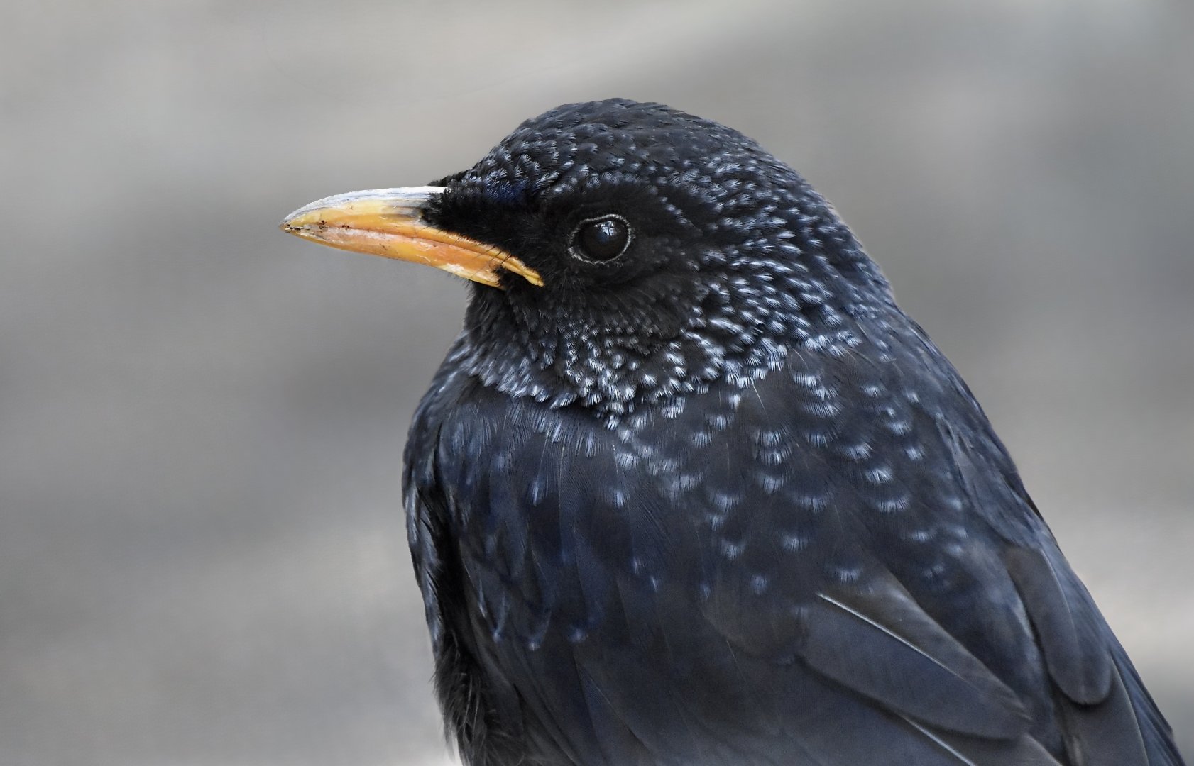 Blue Whistling Thrush (Myophonus caeruleus)