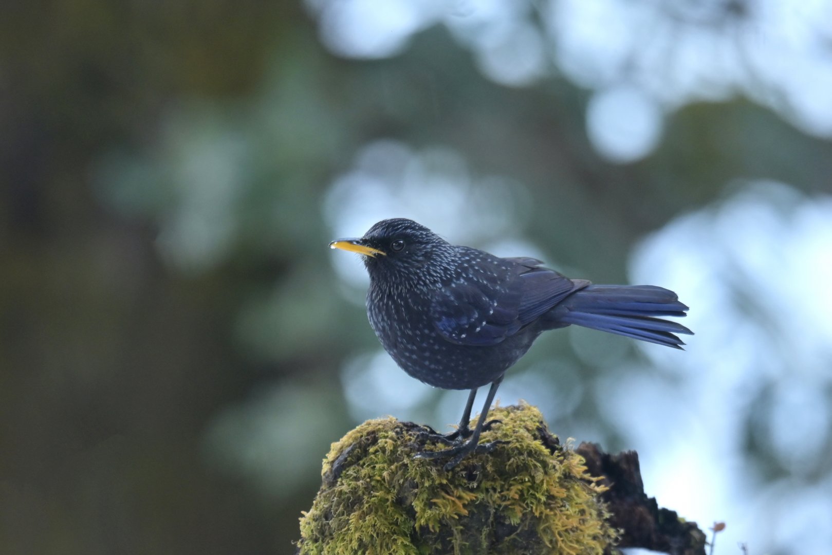 Blue Whistling Thrush Myophonus caeruleus