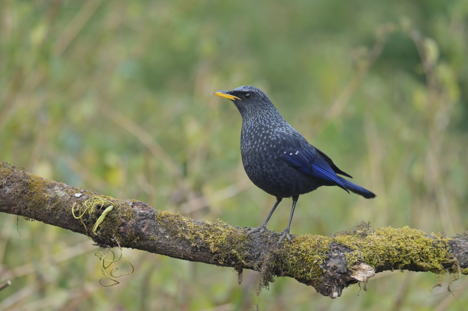 Blue Whistling Thrush Myophonus caeruleus