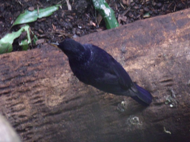 Blue Whistling Thrush