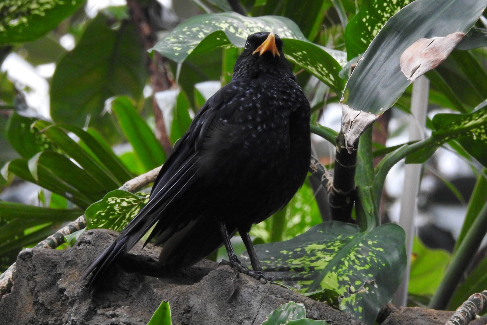 Blue Whistling Thrush