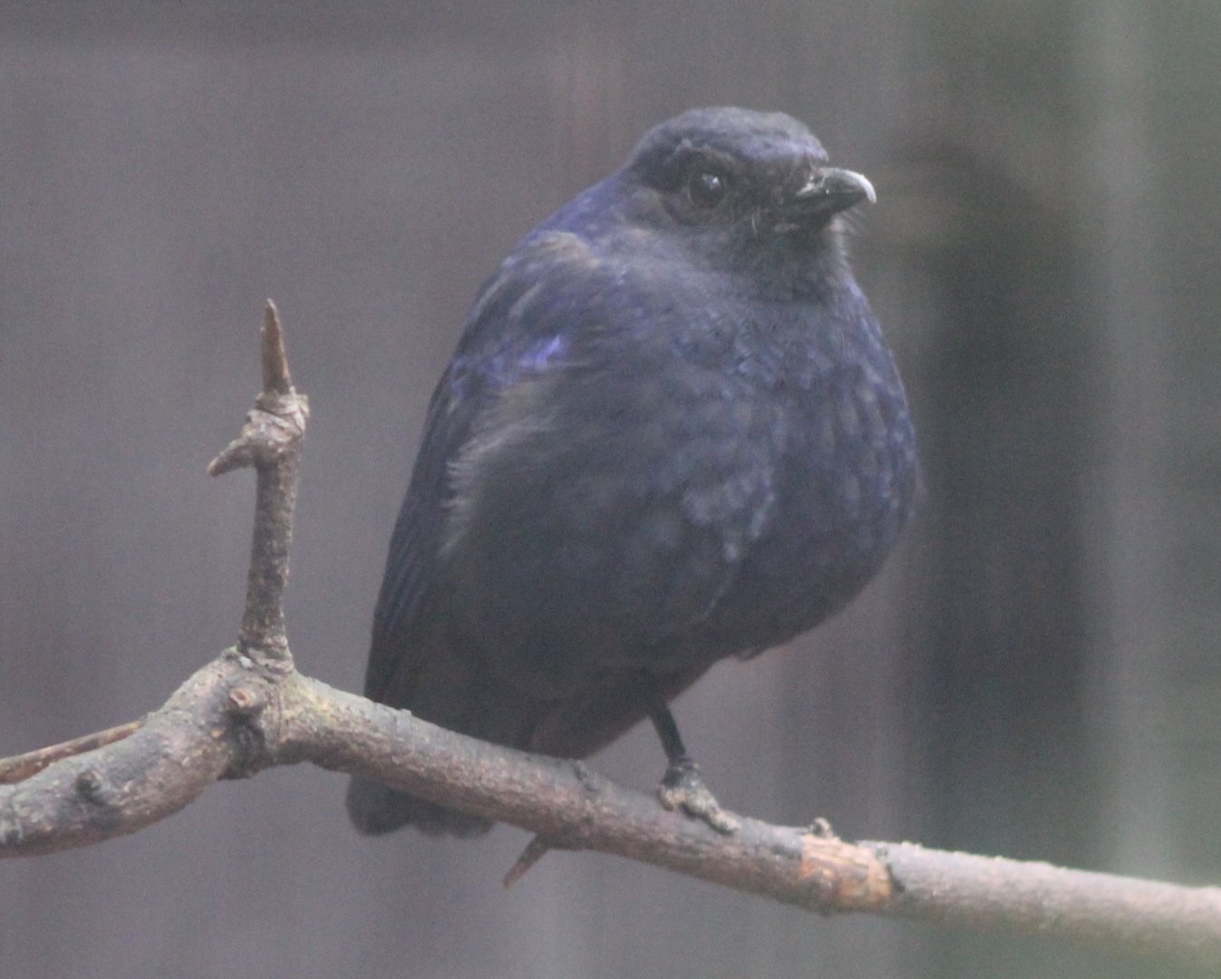 Blue whistling thrush