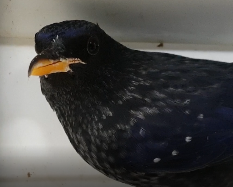 Blue whistling thrush