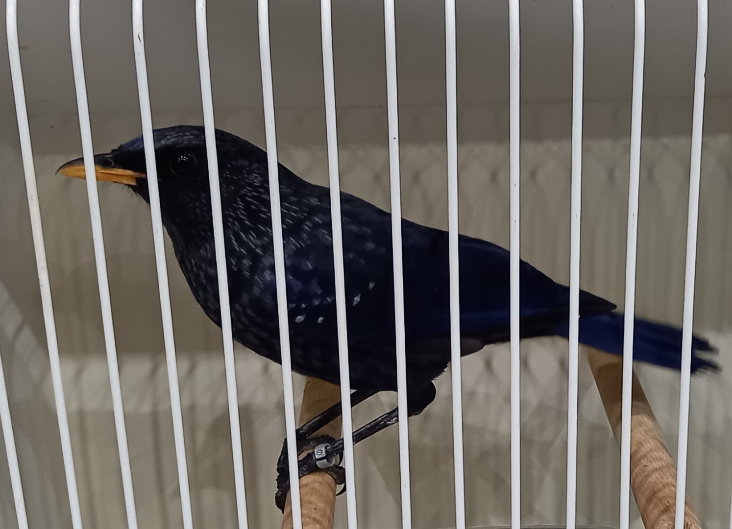 Blue whistling thrush