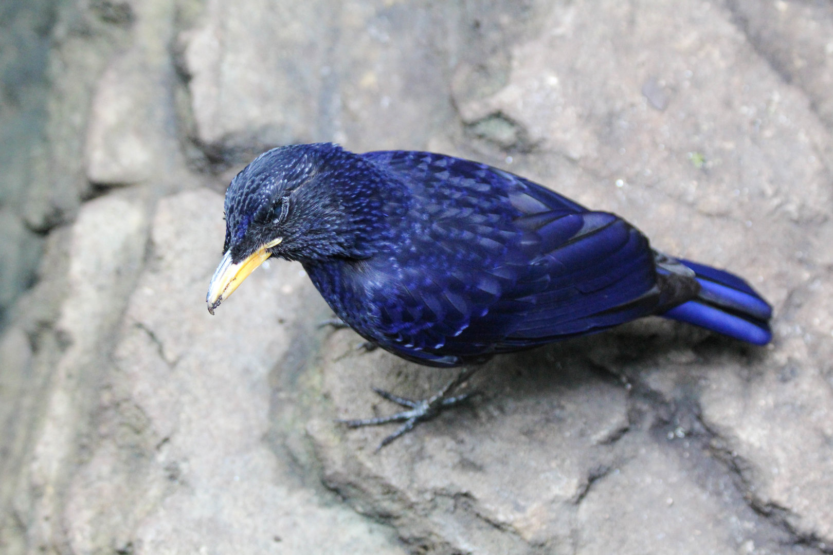 Blue Whistling Thrush