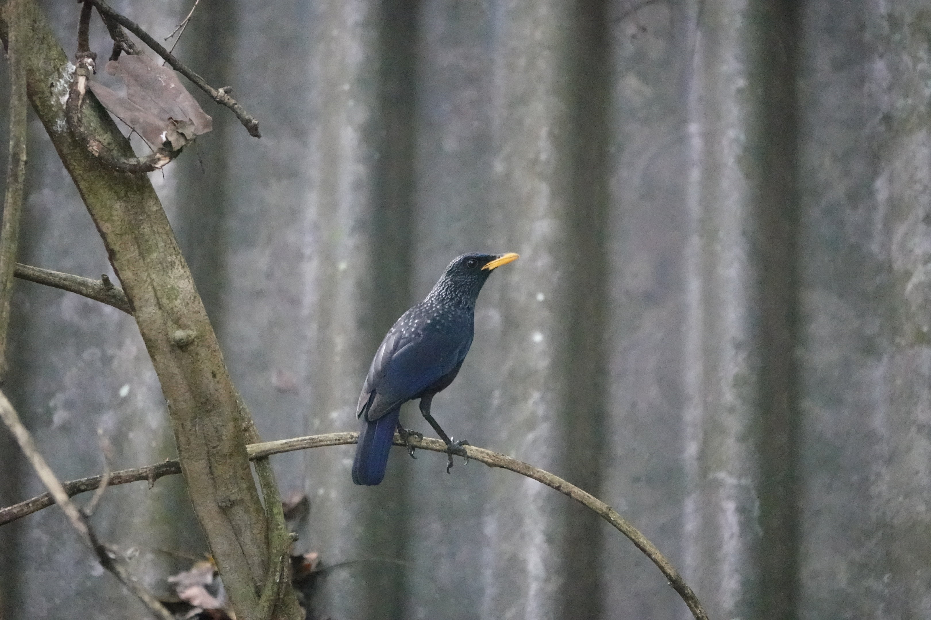 Blue Whistling-Thrush