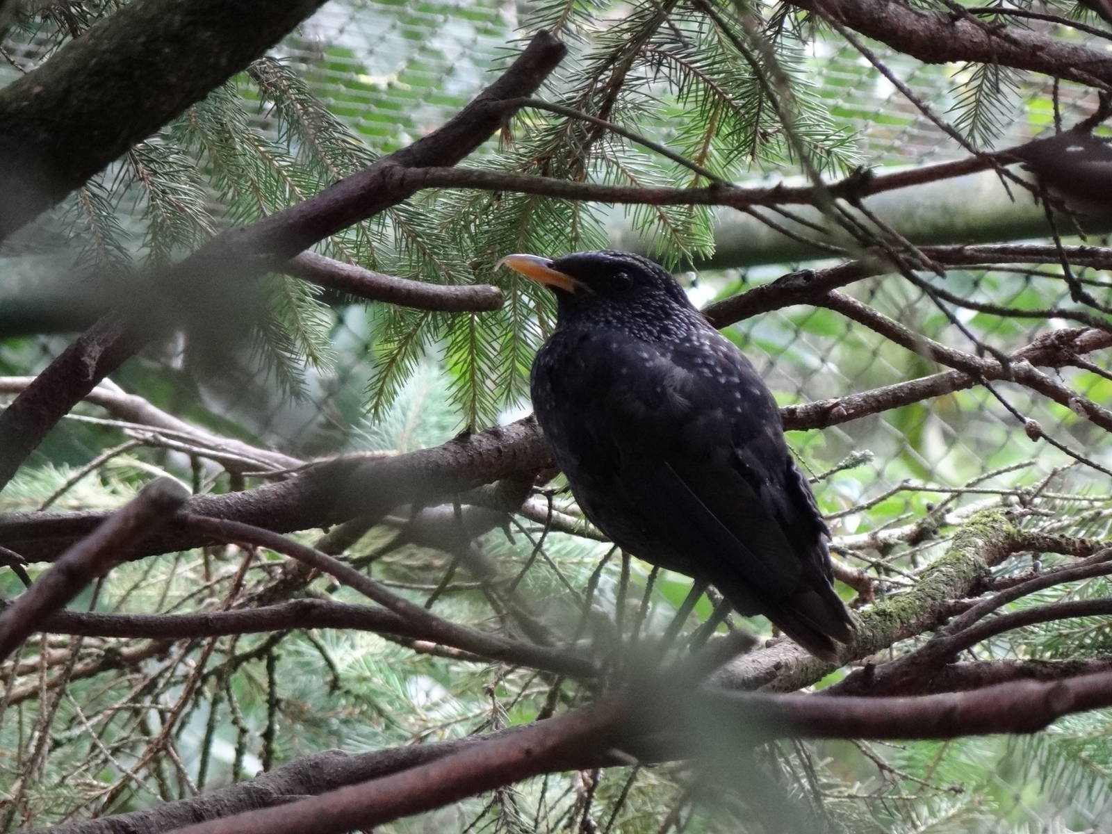 Blue whistling trush