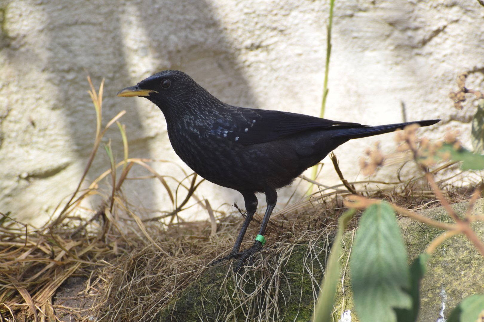 Blue whistling trush