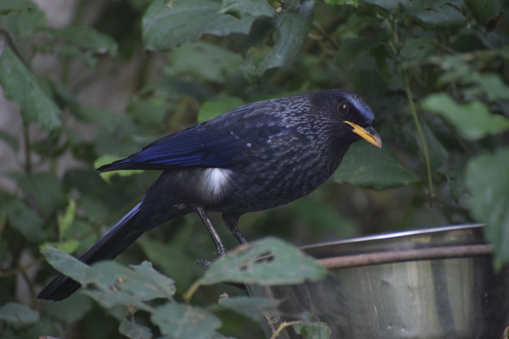 Blue whistling trush