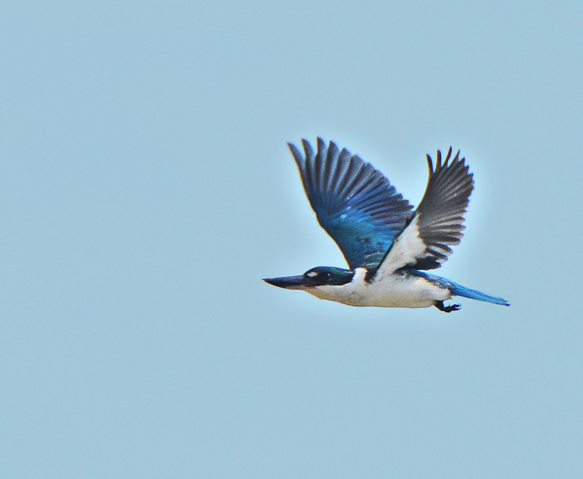 Blue & white kingfisher in Flores