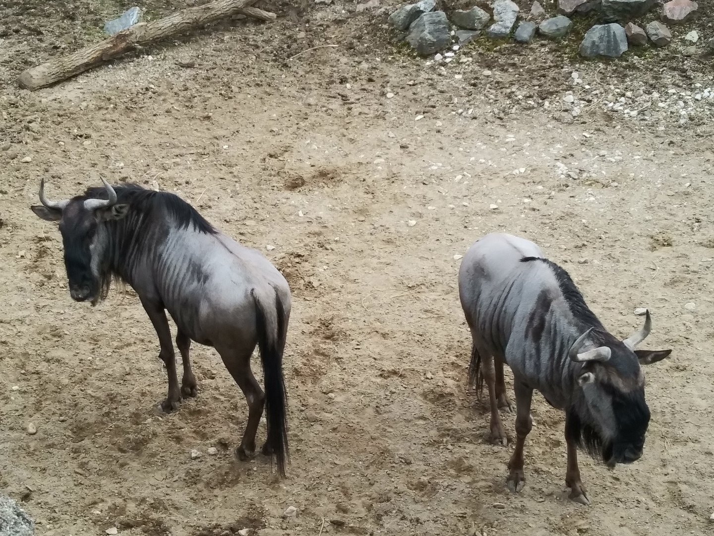 Blue Wildabeest (Signed as Eastern White Bearded Wildabeest)