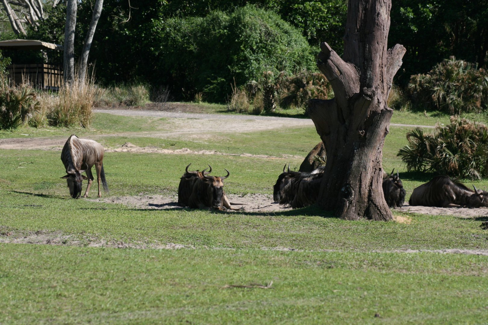 Blue Wildebeest (20/2/25)