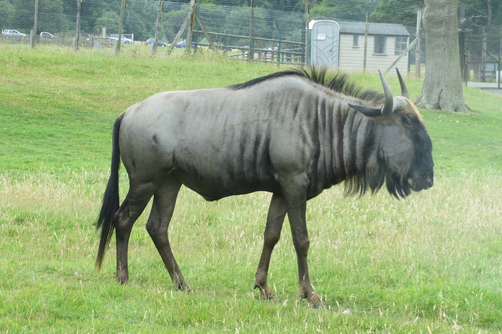 Blue Wildebeest 270713