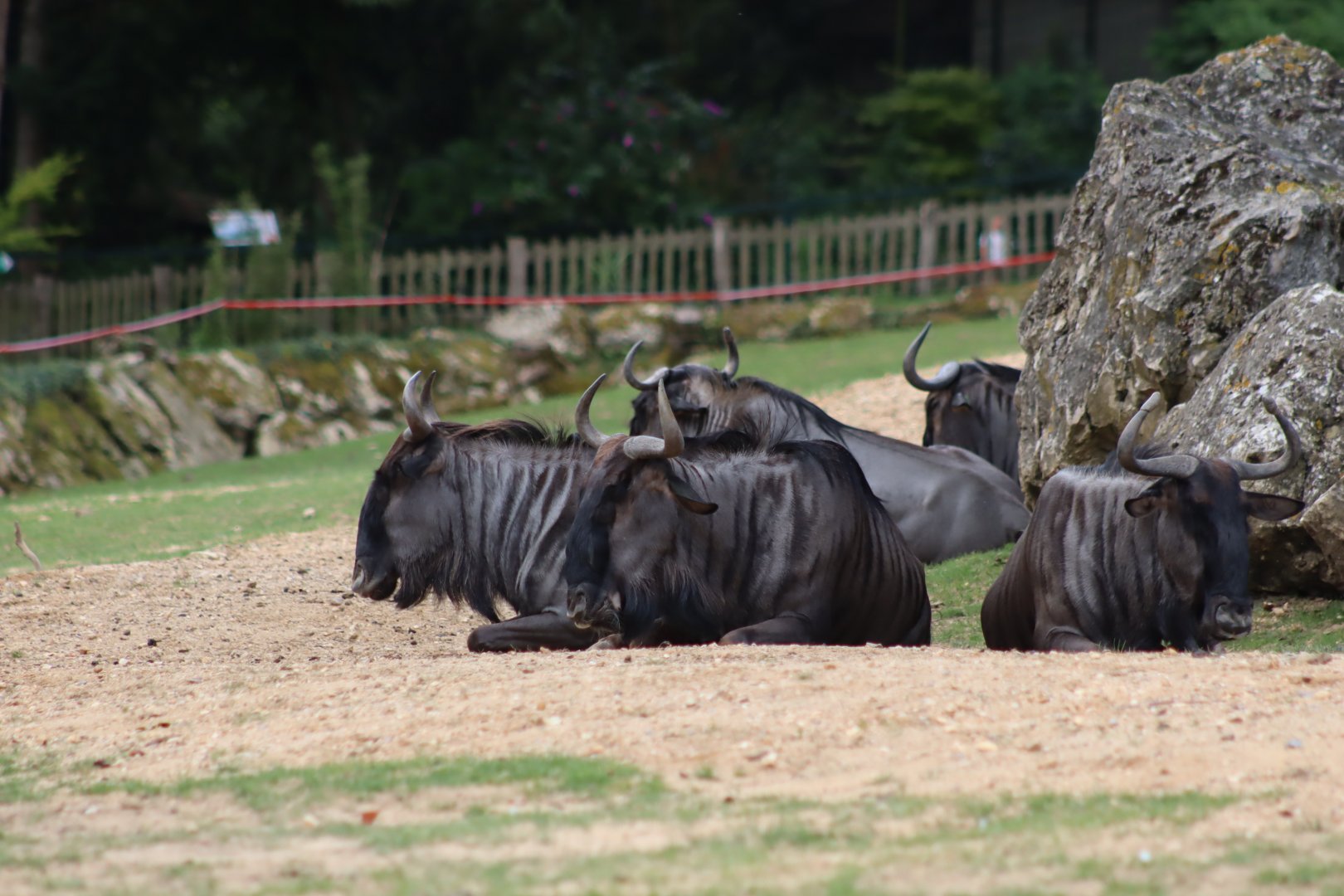 Blue Wildebeest - 7 July 2024