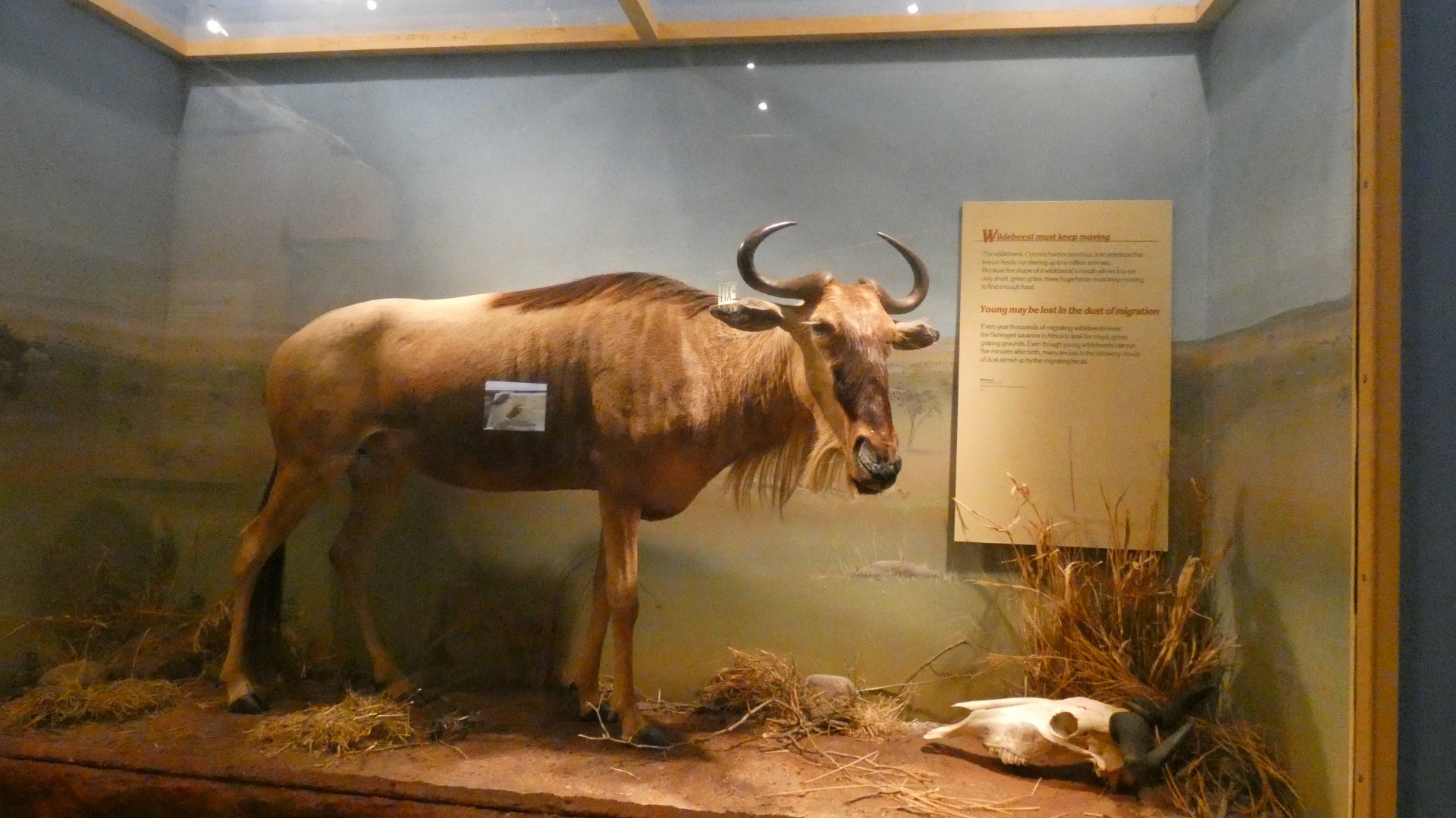 Blue wildebeest, Africa - Feb. 2022