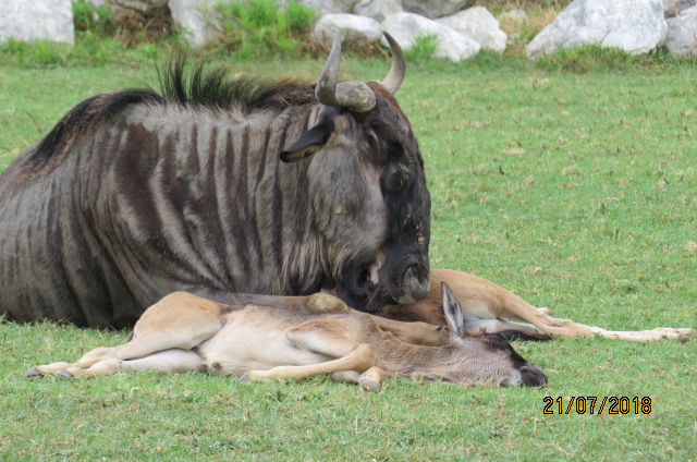 Blue Wildebeest and Calf