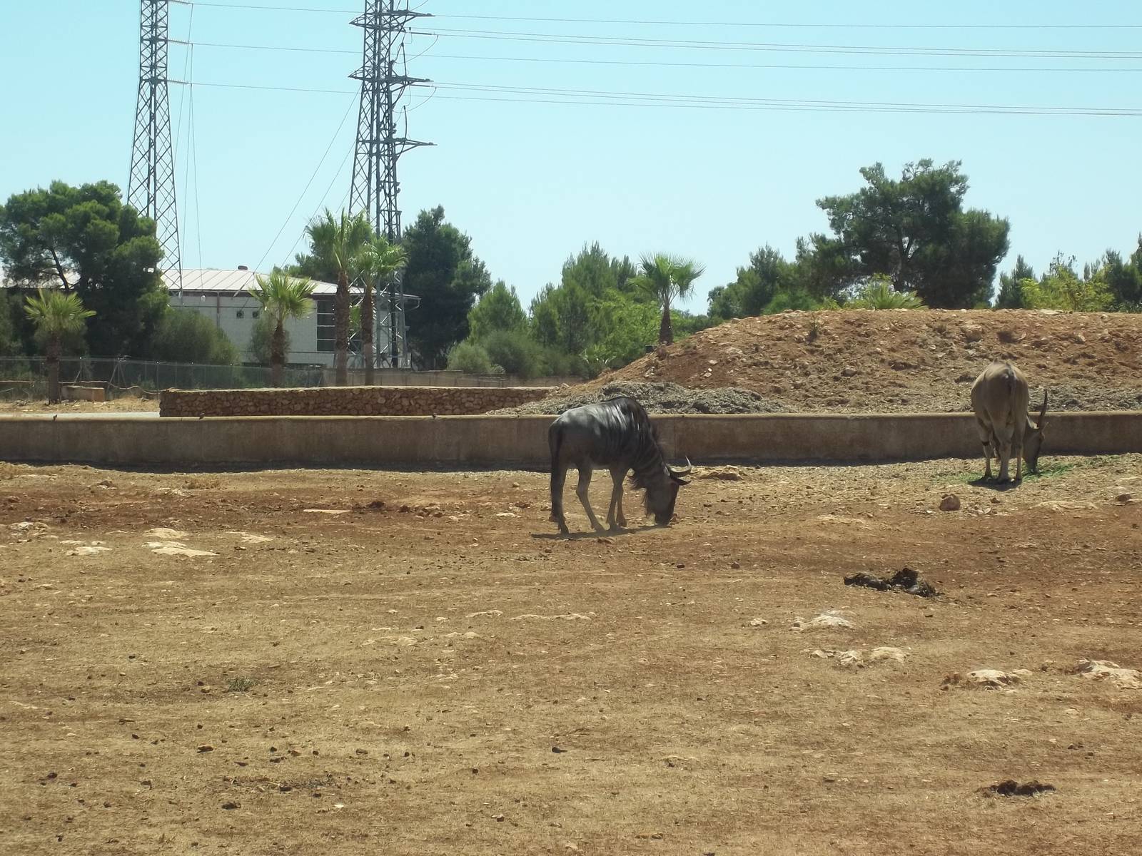 Blue Wildebeest and Common Eland
