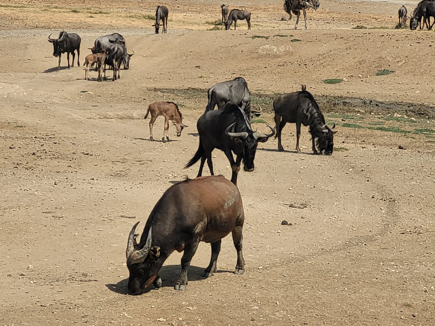 Blue wildebeest and Forest buffalo -Réserve Africaine de Sigean (2022)