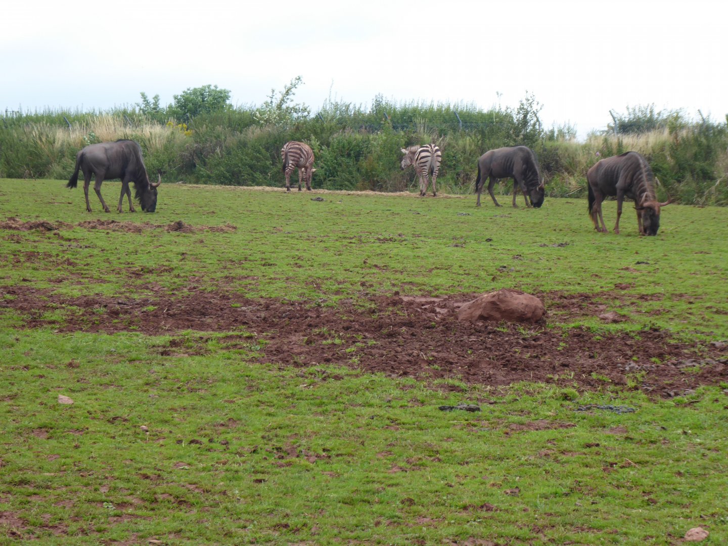 Blue wildebeest and Grant's zebras 020817