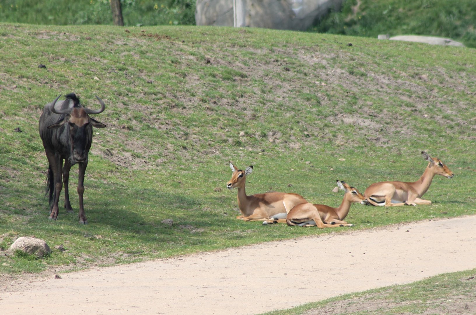 Blue wildebeest and Impala's