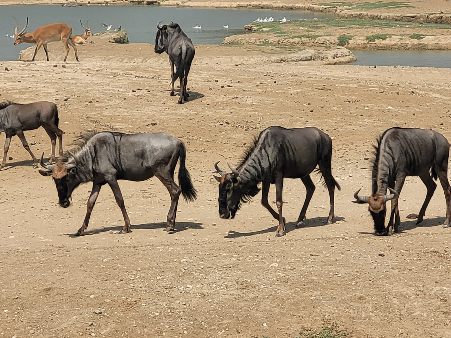 Blue wildebeest and Kafue flats lechwe -Réserve Africaine de Sigean (2022)