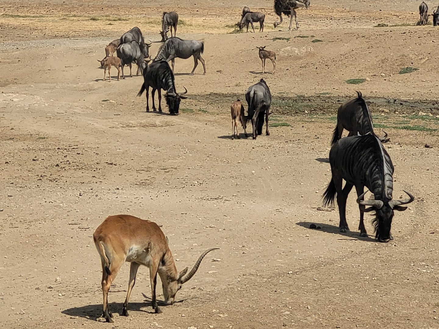 Blue wildebeest and Kafue flats lechwe -Réserve Africaine de Sigean (2022)