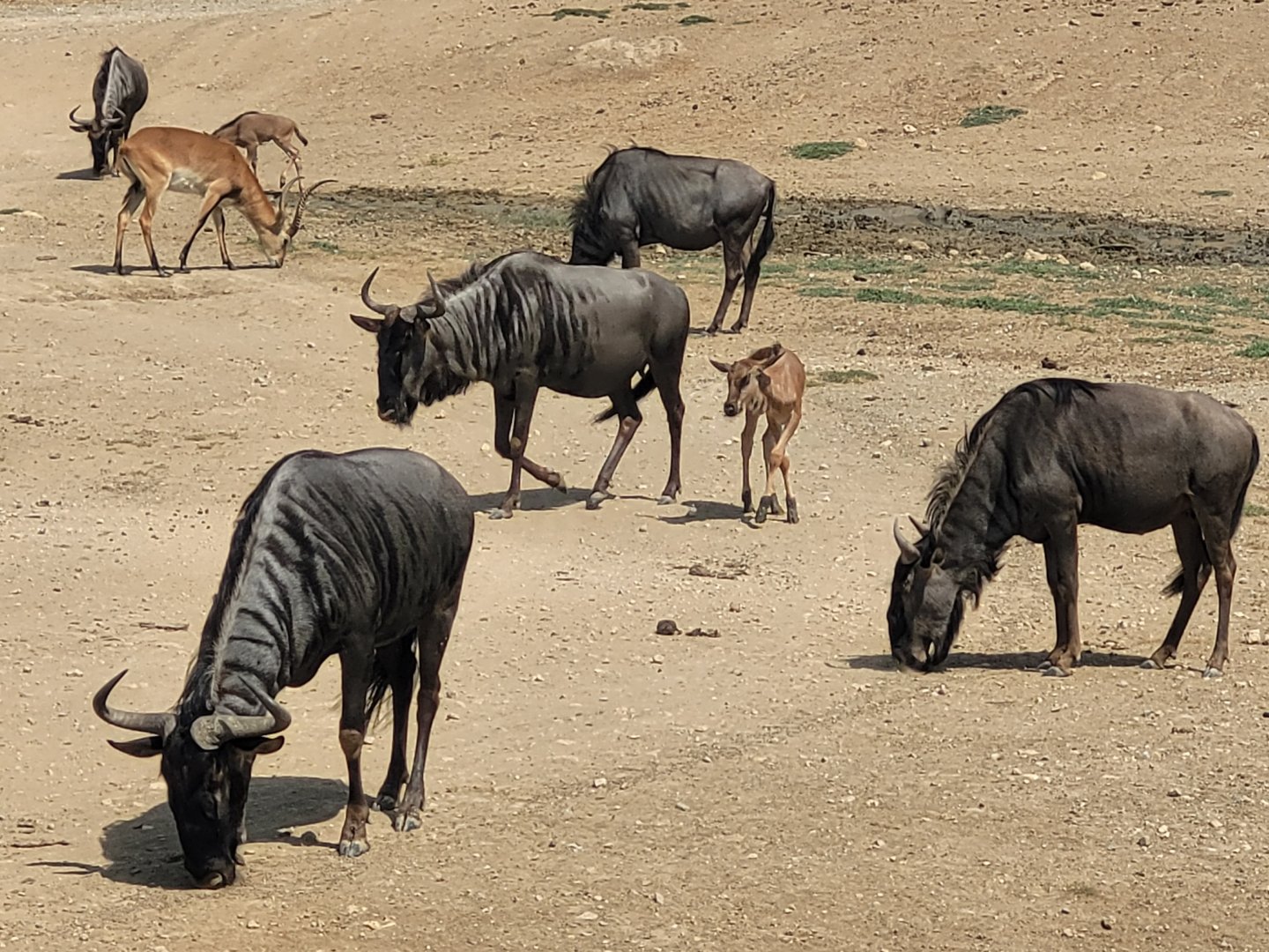 Blue wildebeest and Kafue flats lechwe -Réserve Africaine de Sigean (2022)