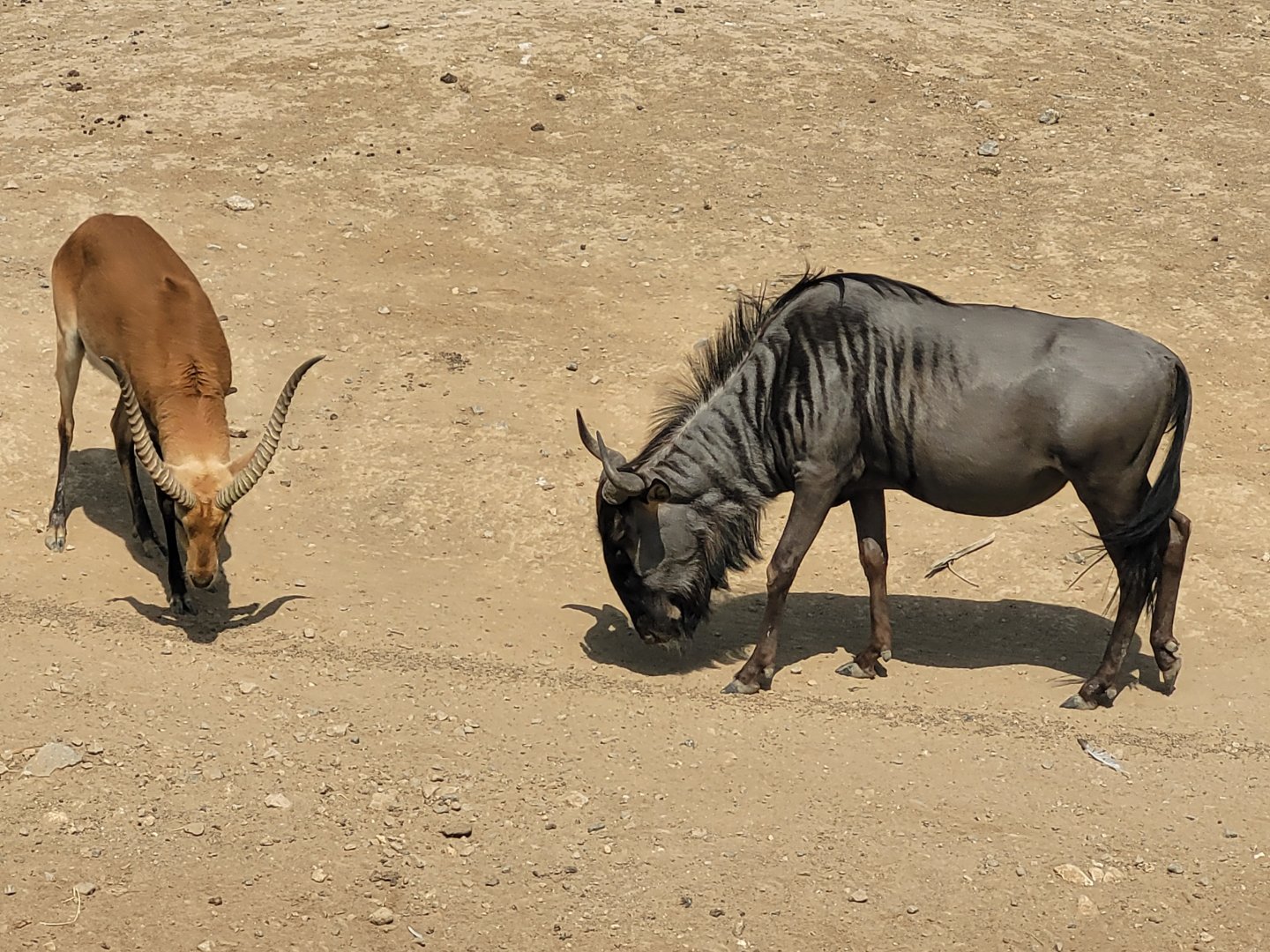 Blue wildebeest and Kafue flats lechwe -Réserve Africaine de Sigean (2022)