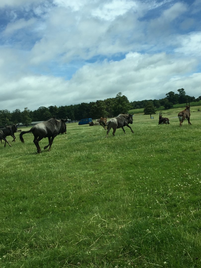Blue Wildebeest and Sable Antelope