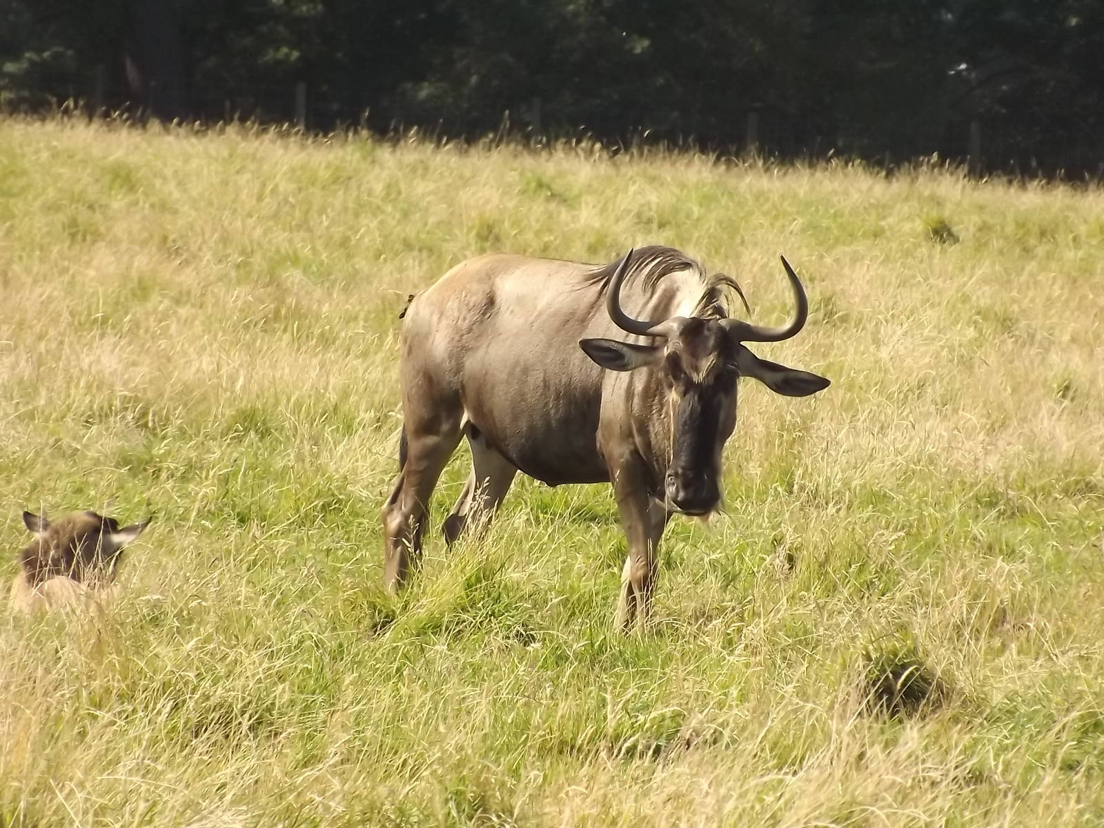 Blue Wildebeest at Knowsley Safari Park 08/09/12