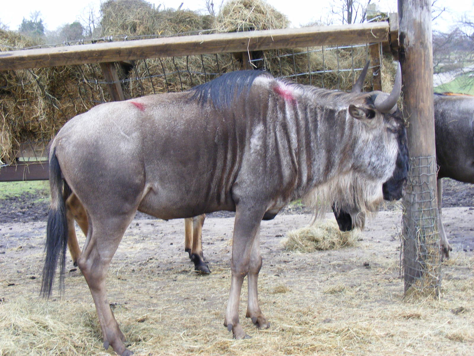 Blue wildebeest (brindled gnu) at West Midland Safari Park, 13 February 201