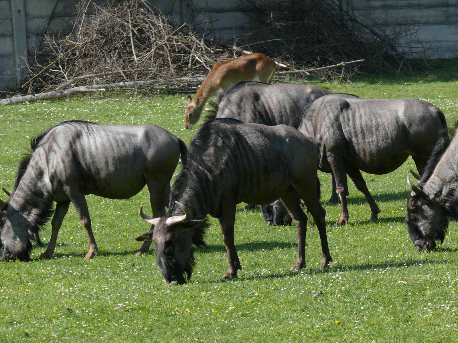 Blue Wildebeest (C.t.taurinus) at safari