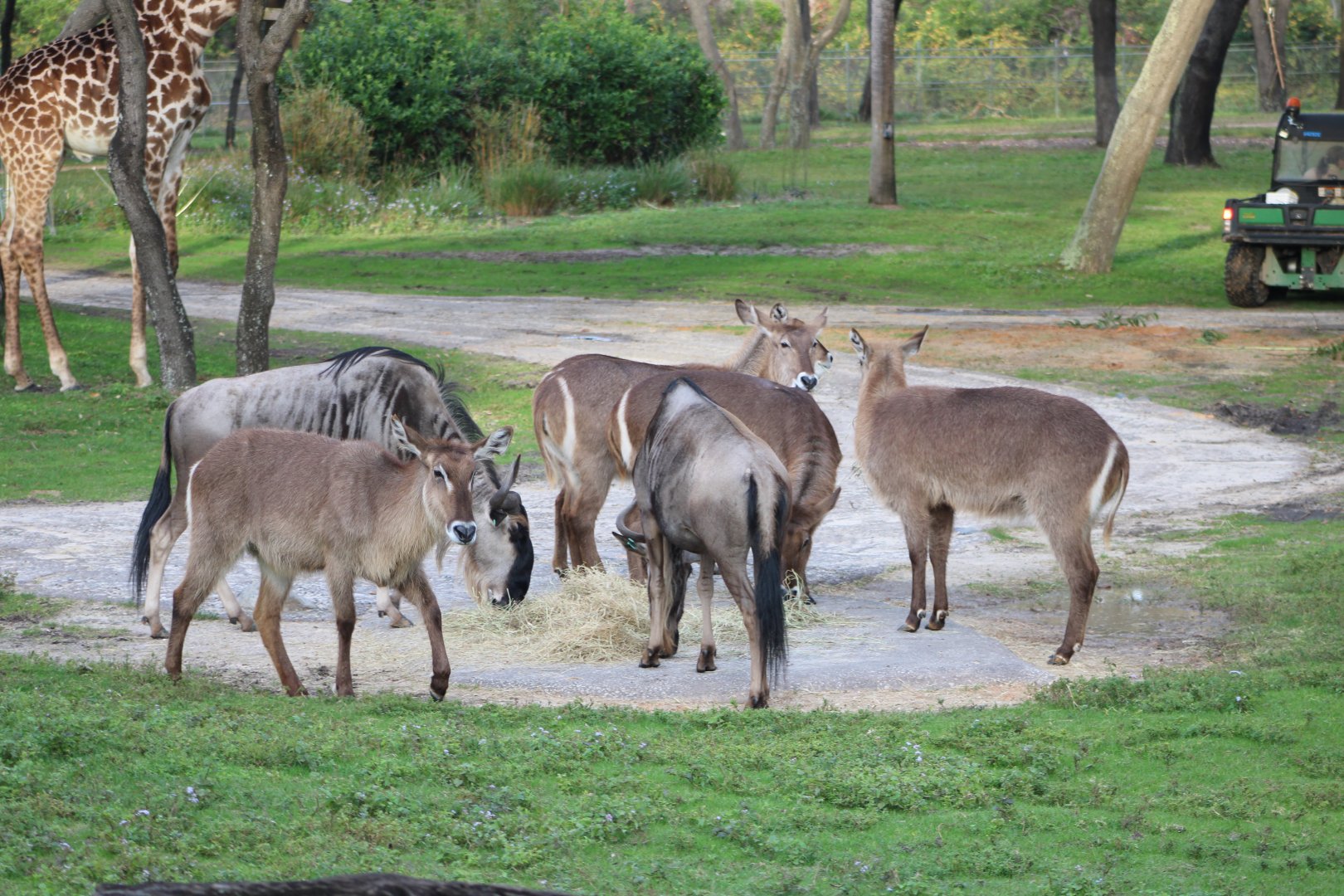 Blue Wildebeest (C. taurinus) and Common Waterbuck (K. e. ssp.)