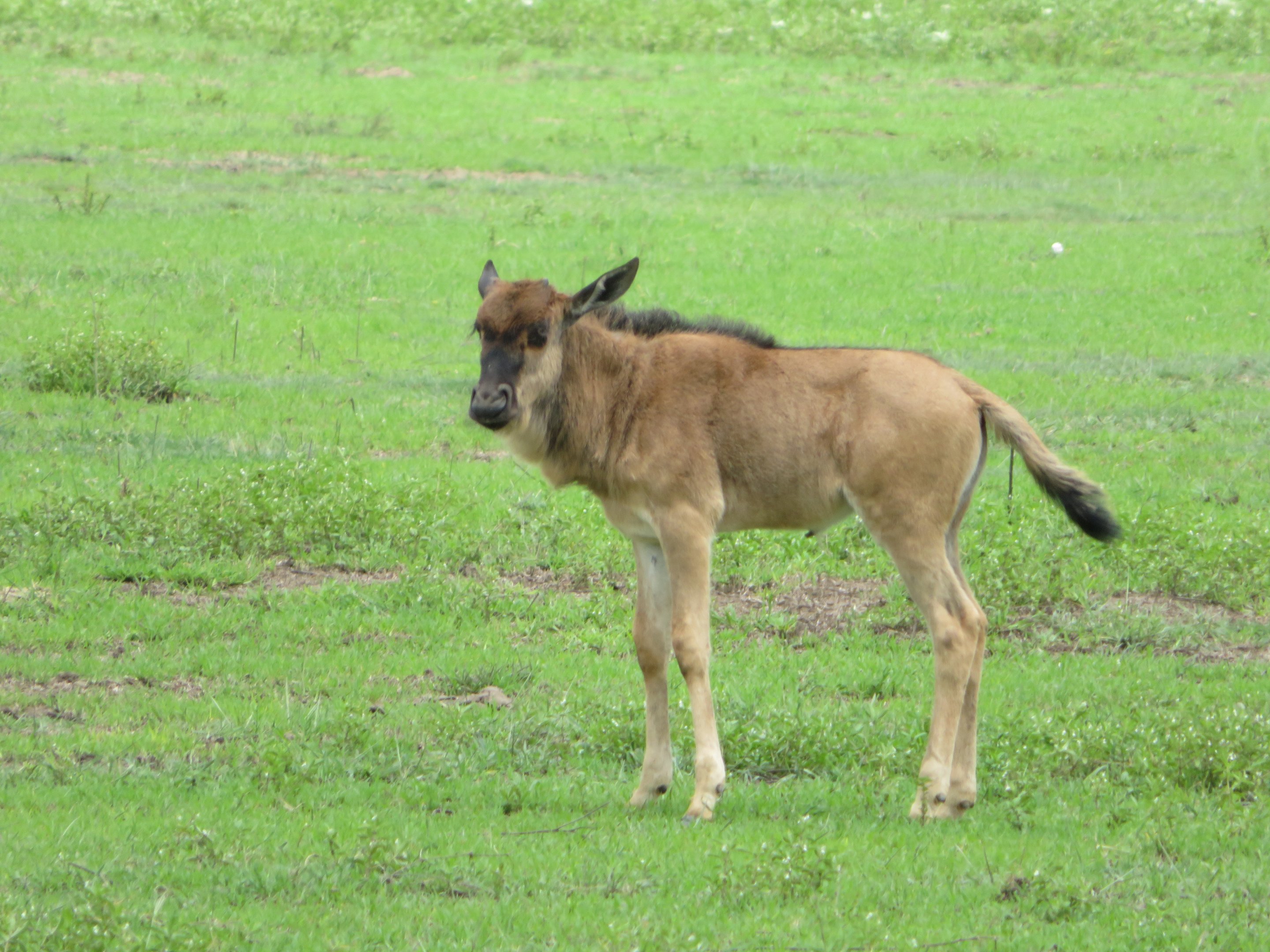 Blue Wildebeest Calf
