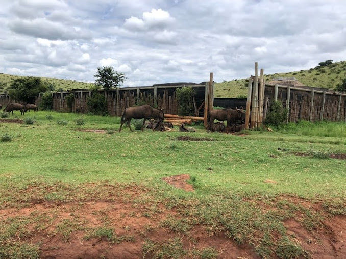 Blue Wildebeest (Connochaetes taurinus) and Game Capture Boma