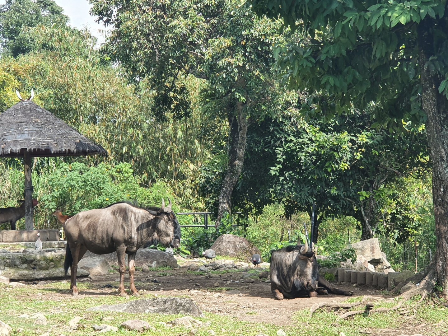 Blue Wildebeest (Connochaetes taurinus) - Baobab Safari Resort