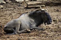 Blue Wildebeest - Connochaetes taurinus - Melaka Zoo - 2009