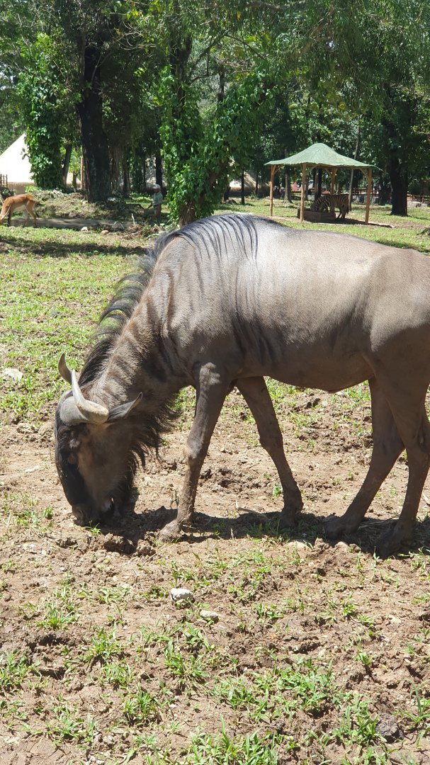Blue Wildebeest (Connochaetes taurinus) - Solo Safari