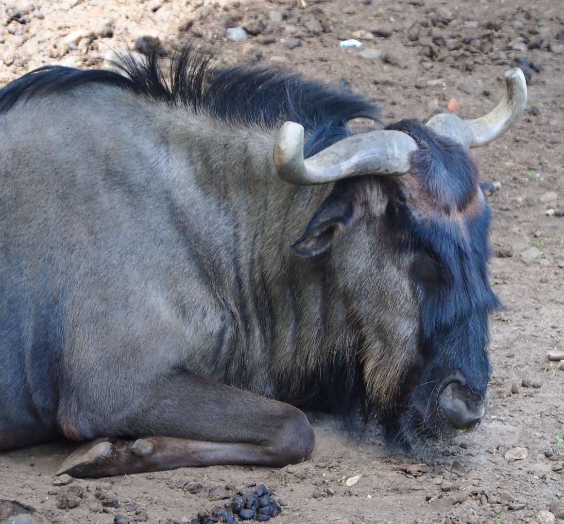 Blue wildebeest (Connochaetes taurinus taurinus), 2020-06-20